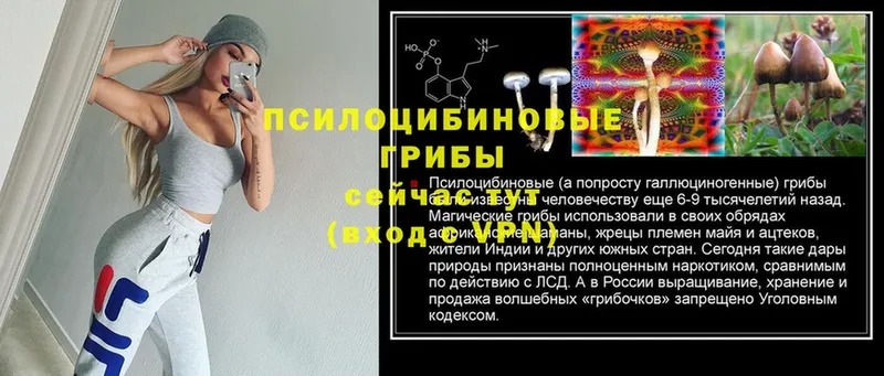 где можно купить   Губкин  Галлюциногенные грибы Psilocybe 